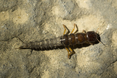 Staphylinoidea