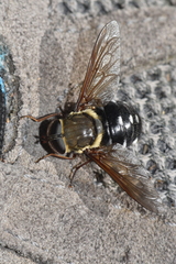 Triclista singularis