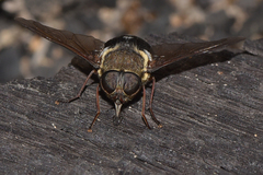 Triclista singularis