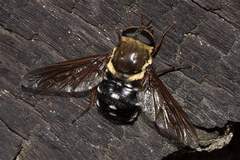 Triclista singularis