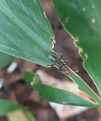 Camponotus singularis