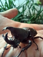 Xylotrupes