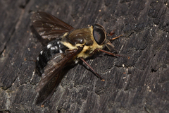 Triclista singularis