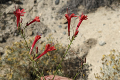 Ipomopsis tenuifolia