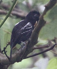 Thamnophilus cryptoleucus