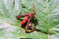 Paranthrene robiniae