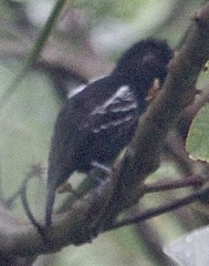 Thamnophilus cryptoleucus