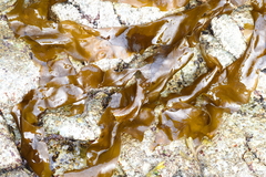 Desmarestia ligulata