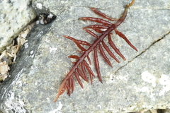 Sarcodiotheca