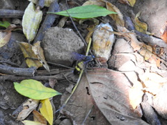 Dielis pilipes