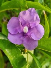 Brunfelsia grandiflora
