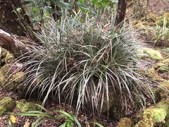 Astelia argyrocoma