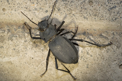 Eocyphogenia rugipennis