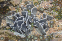 Lamellodysidea herbacea