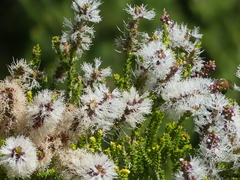 Melaleuca huegelii