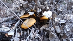 Omphalotus olivascens