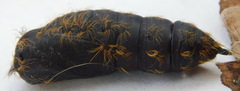 Lymantria dispar