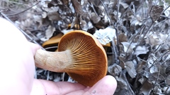 Omphalotus olivascens