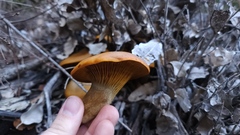 Omphalotus olivascens