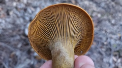 Omphalotus olivascens