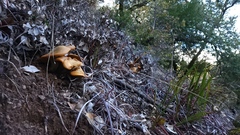 Omphalotus olivascens