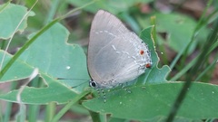 Strephonota ambrax