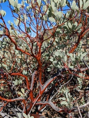Arctostaphylos peninsularis