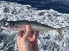 Decapterus macarellus