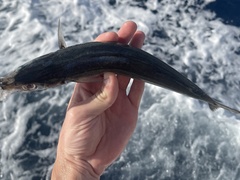 Decapterus macarellus