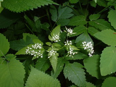 Osmorhiza longistylis