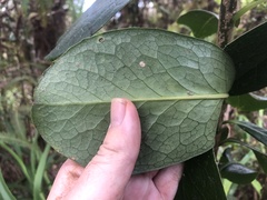 Ilex anomala