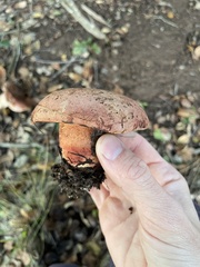 Suillellus amygdalinus