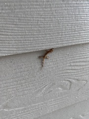 Hemidactylus mabouia