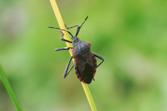 Piezogaster rubropictus