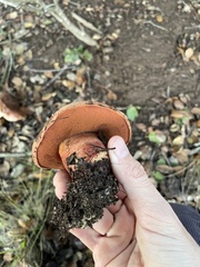 Suillellus amygdalinus