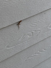 Hemidactylus mabouia