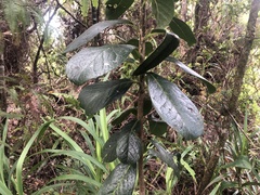 Ilex anomala
