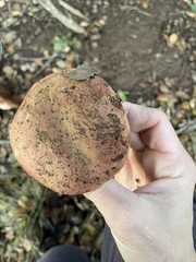 Suillellus amygdalinus