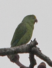 Brotogeris sanctithomae