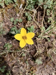 Bidens triplinervia
