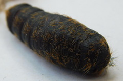 Lymantria dispar
