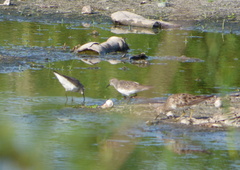 Calidris bairdii