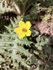 Bidens triplinervia