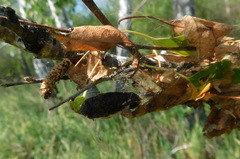 Lymantria dispar