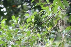 Amazona arausiaca