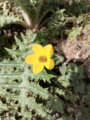Bidens triplinervia