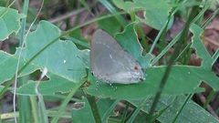 Strephonota ambrax