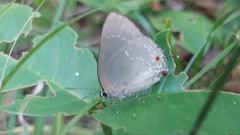Strephonota ambrax