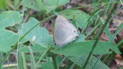 Strephonota ambrax
