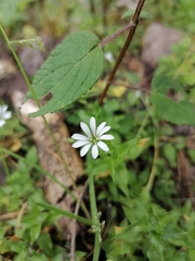 Stellaria cuspidata